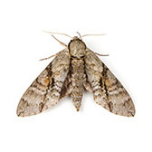 عَثّ الملابس