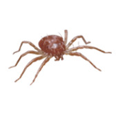 قرّادي الغبار